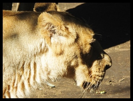 上野動物園にて_d0185744_8205079.jpg