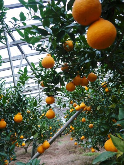 デコポン(肥後ポン) 大きく実り、完着間近!!先行予約受付中!!_a0254656_1774762.jpg