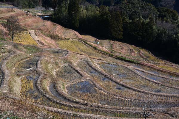 千葉県指定名勝　鴨川大山千枚田_c0043361_11332672.jpg