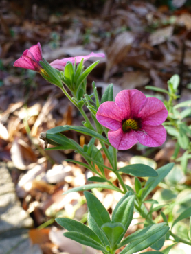 c0040472_955437.jpg