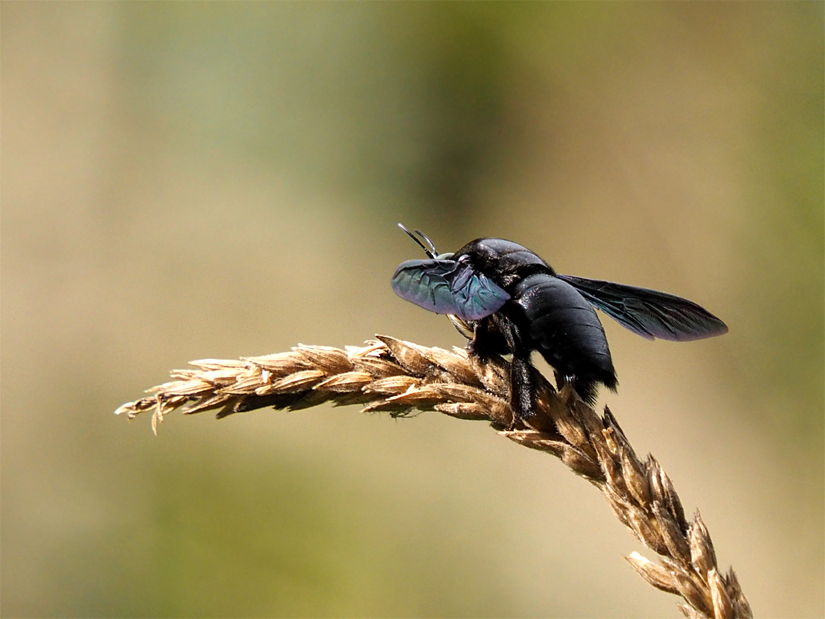 カオヤイの昆虫　_d0283373_1615576.jpg