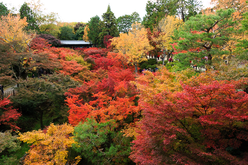 2013年の紅葉　未アップ　う〜んな写真たち_f0224083_23264210.jpg