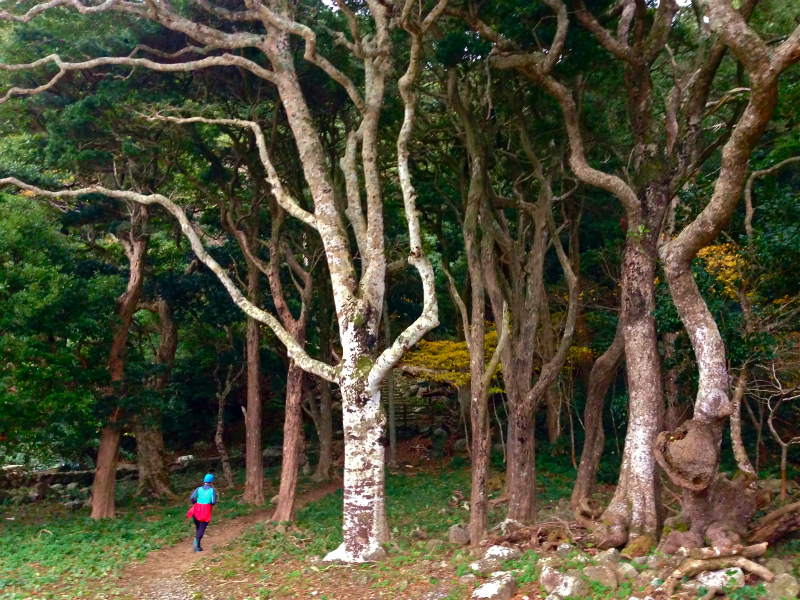 2013/12/226 Mountain Running in 便石山&楯ヶ崎_b0220886_11401279.jpg