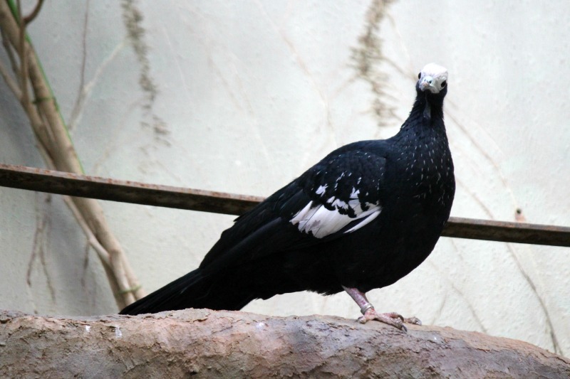 上野動物園②_a0127090_11415971.jpg