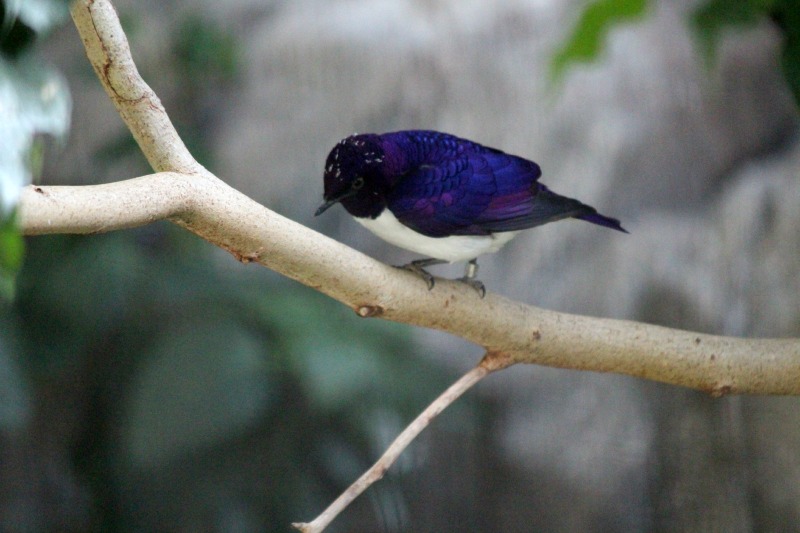 上野動物園②_a0127090_11564344.jpg