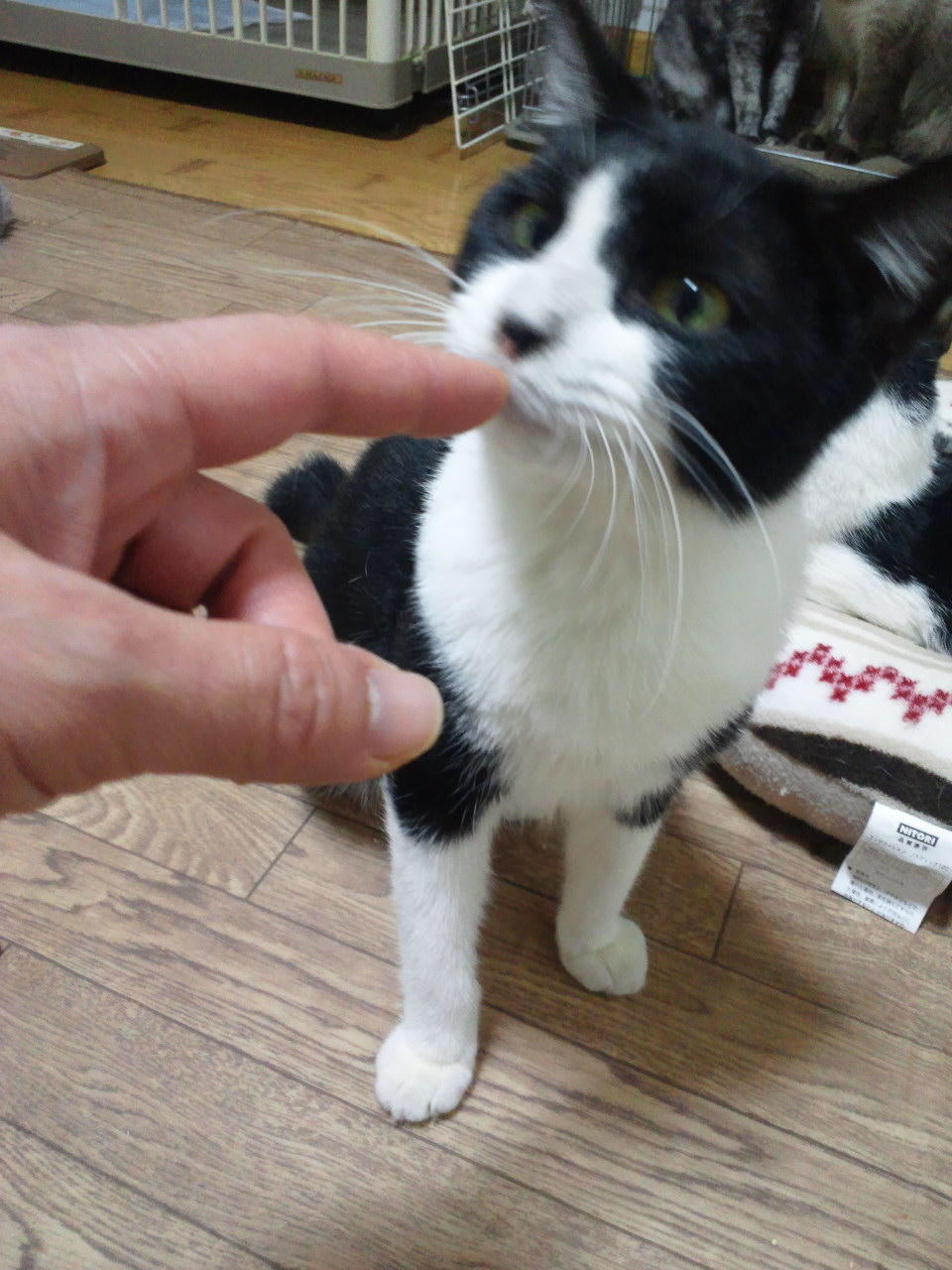 ぽち君 虹の橋へ。。。_f0242002_20462514.jpg