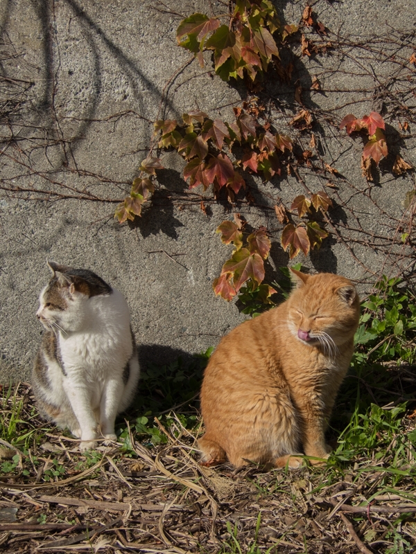 江ノ島の猫　2013/12/22　その２_a0114003_23263530.jpg