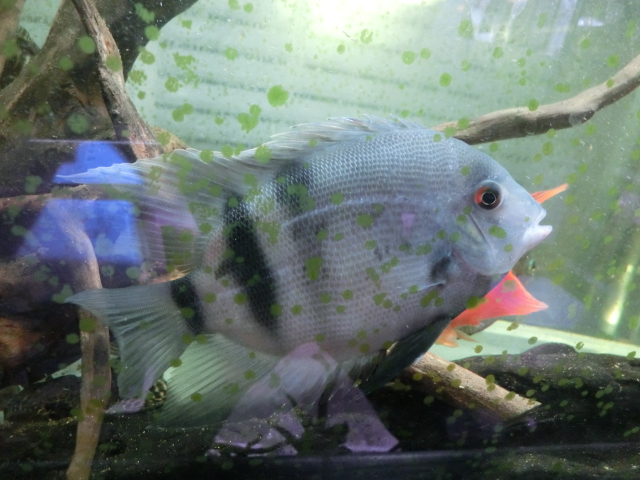 2013年熱帯魚入荷情報!Vol.31 (12/22~12/27)_b0141806_2102424.jpg