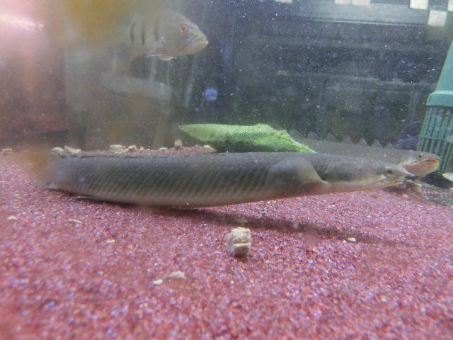 2013年熱帯魚入荷情報!Vol.31 (12/22~12/27)_b0141806_223045.jpg