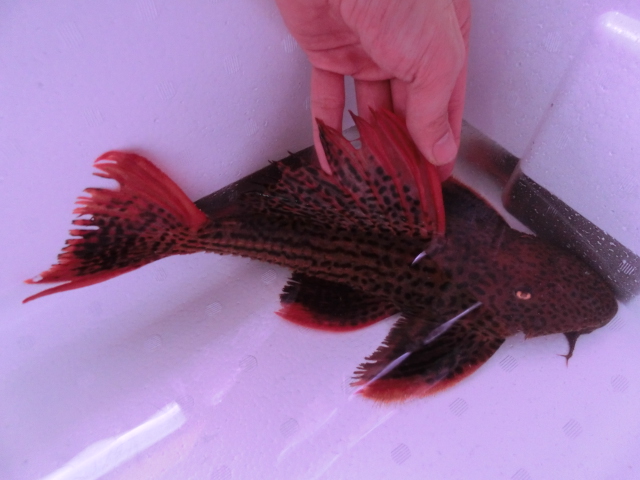 2013年熱帯魚入荷情報!Vol.31 (12/22~12/27)_b0141806_261498.jpg