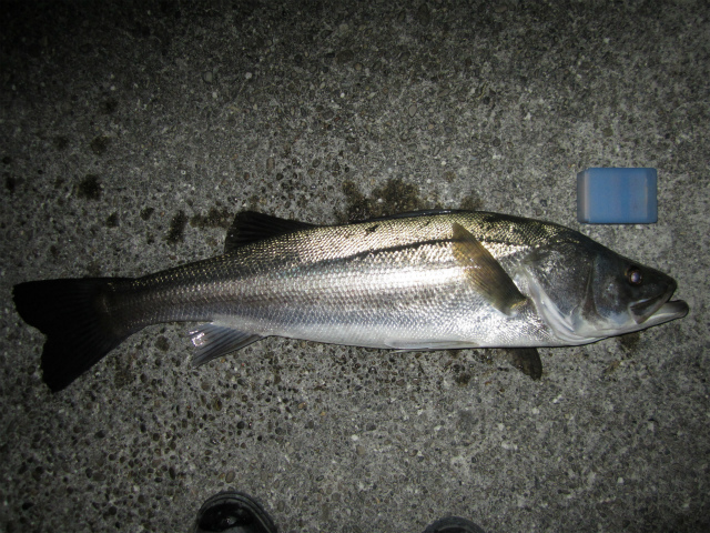 c0242706_2216464.jpg