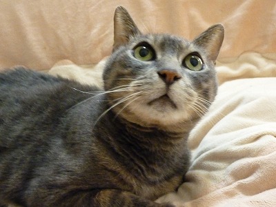平和ボケな飼い主_b0166128_1074147.jpg