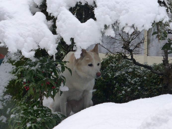 雪の中の発見_b0138430_1050161.jpg