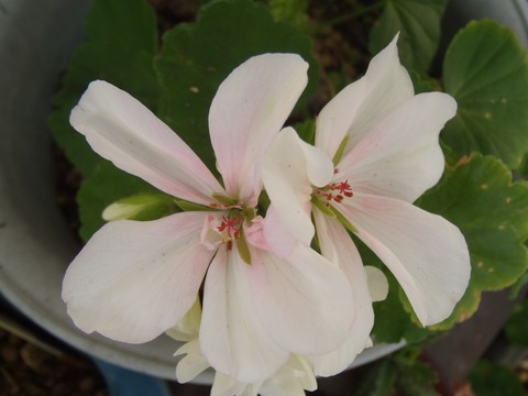 a0054240_0381981.jpg