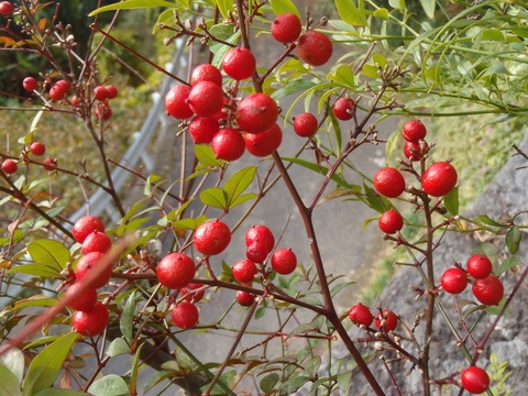 a0054240_22591867.jpg