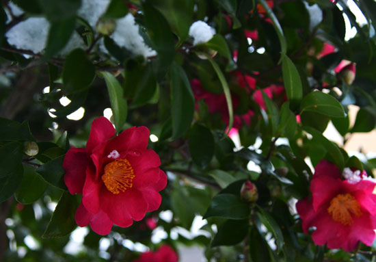 c0093046_1645117.jpg