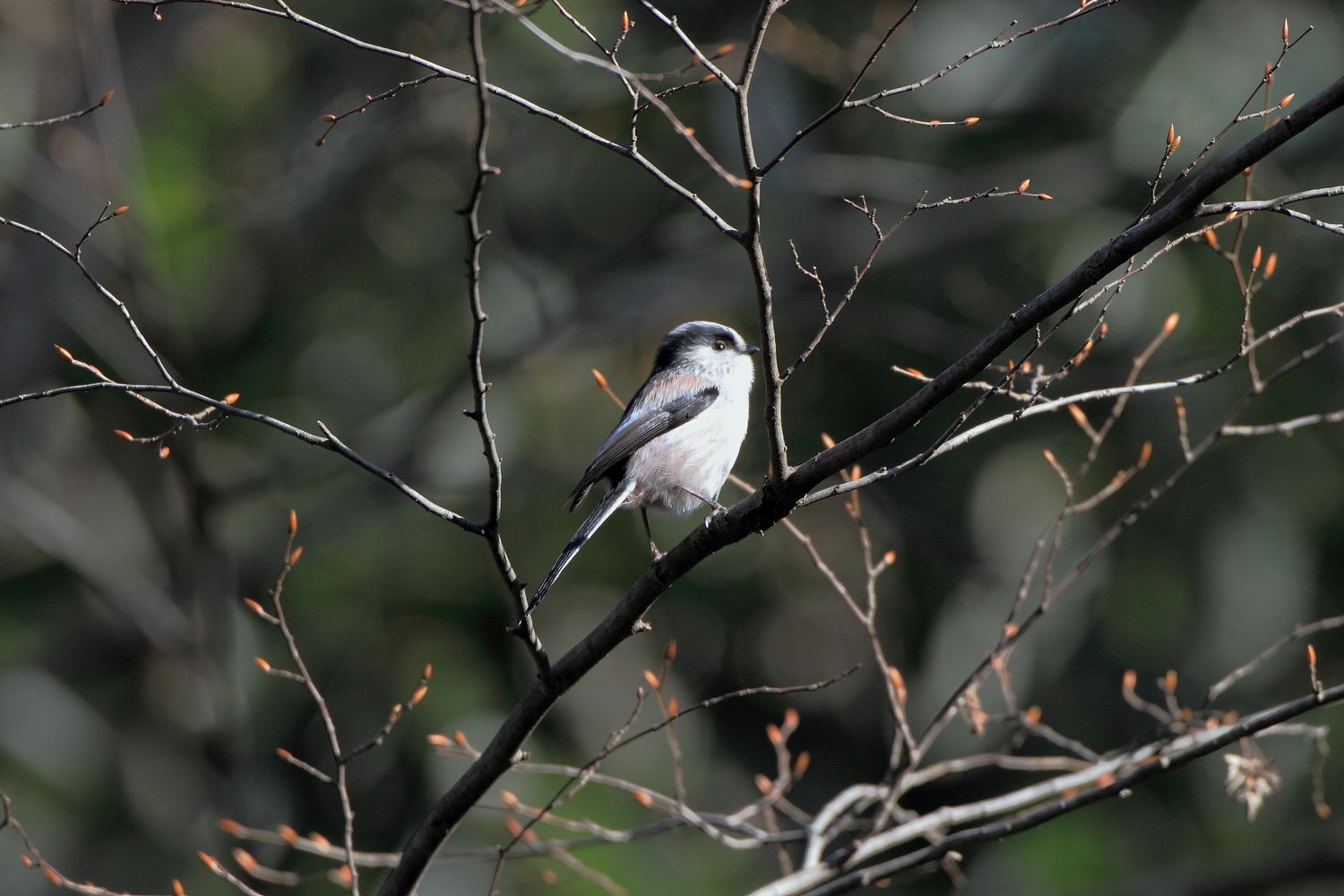 寸暇を惜しんで野鳥撮影_b0184848_1242510.jpg