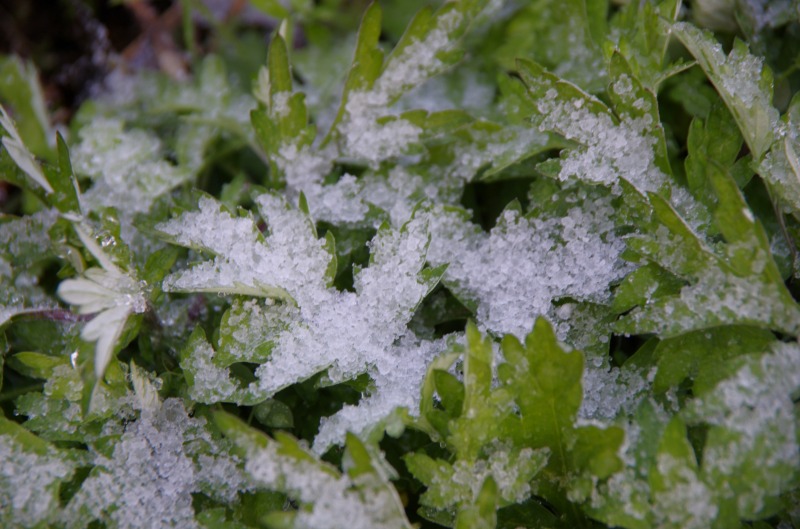 雪の朝_c0238352_17245512.jpg