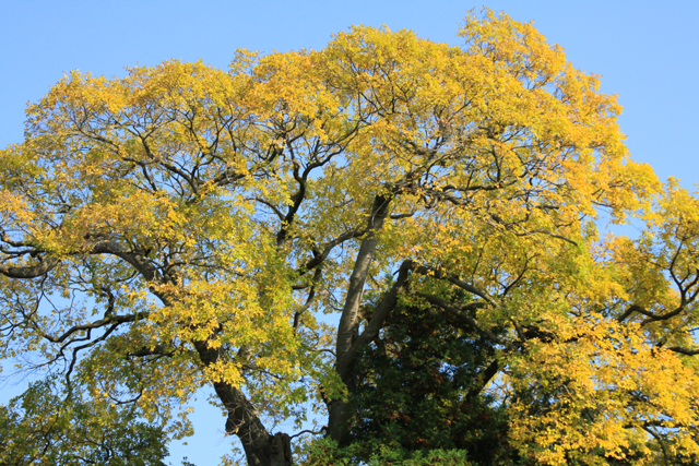 本成寺の紅葉_a0267861_13253423.jpg