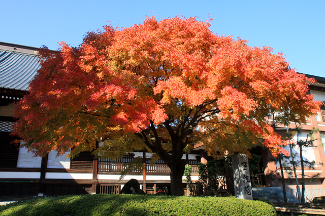 本成寺の紅葉_a0267861_13255998.jpg