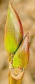 【木々の妖精たち】 144 オオバヤシャブシ　Alnus sieboldiana._f0238961_2085367.jpg