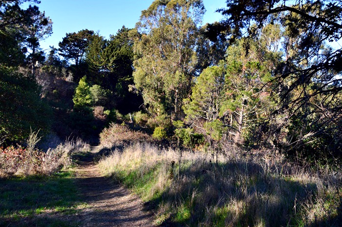 Morning walk - Corte Madera_a0126969_6375178.jpg