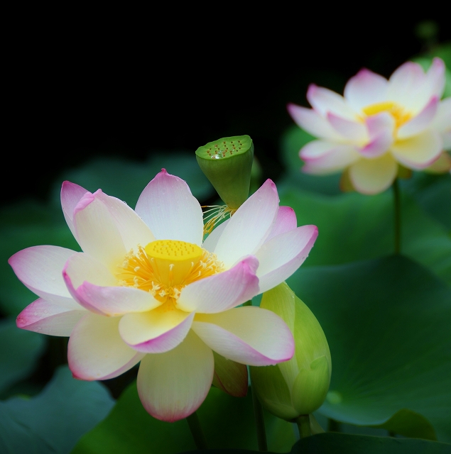 雲母舟の京都 2013_a0169902_12343838.jpg