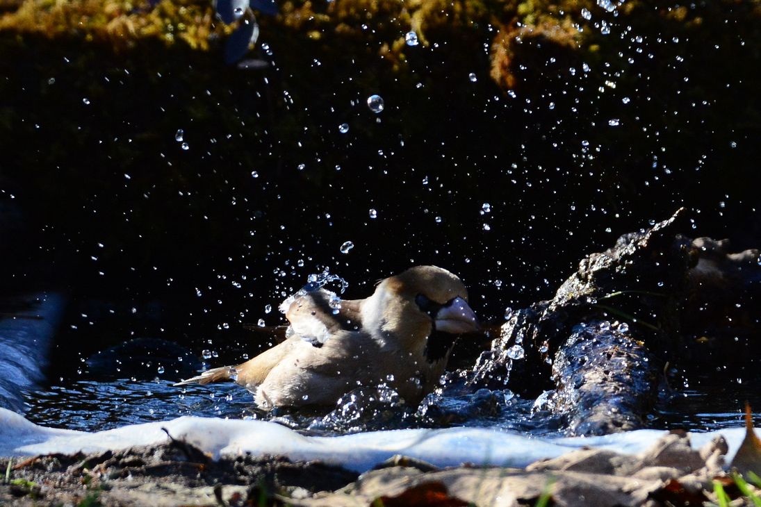 バシャバシャ！！・・・シメの水浴び♪_a0031821_13285344.jpg