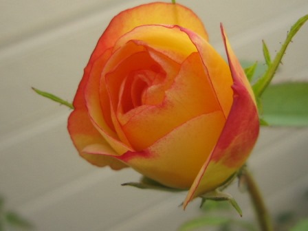 c0025140_23554921.jpg