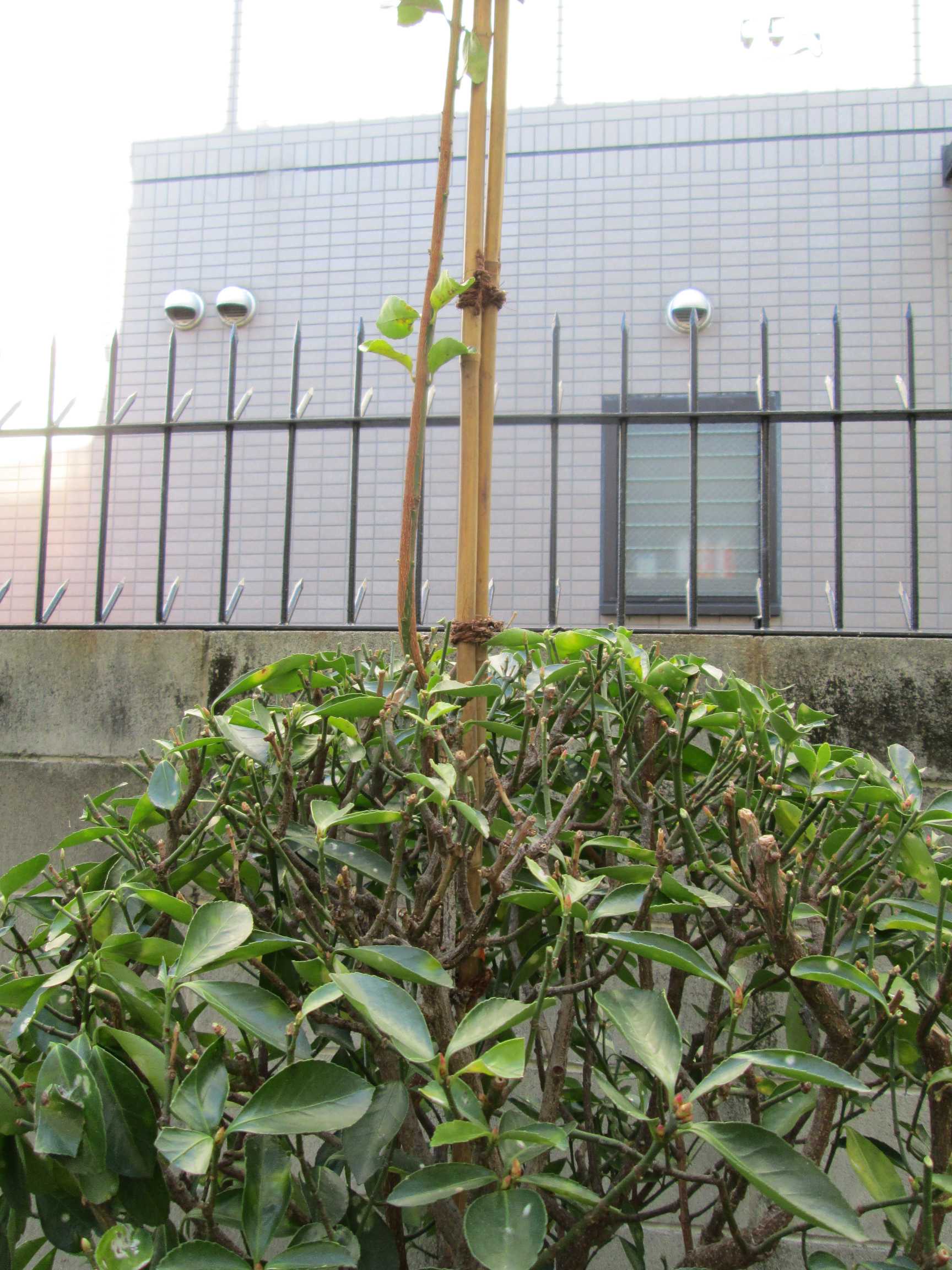 f0079343_9522178.jpg