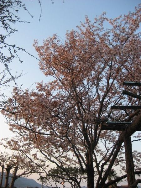 きょうの桜　４月１日_b0301550_1952417.jpg