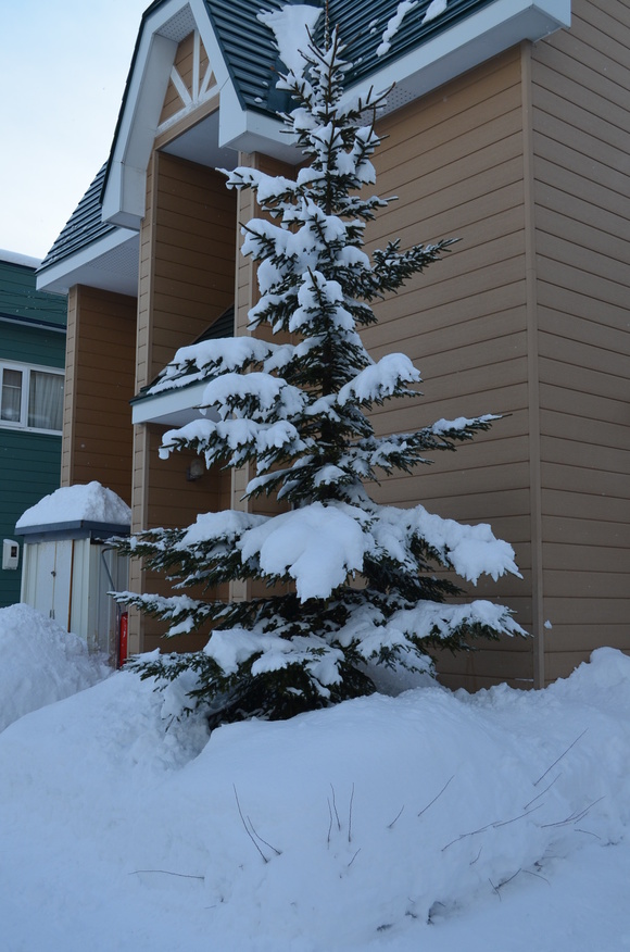 また雪が降りました　　　　２０１３　１２／３０_e0120466_23292739.jpg