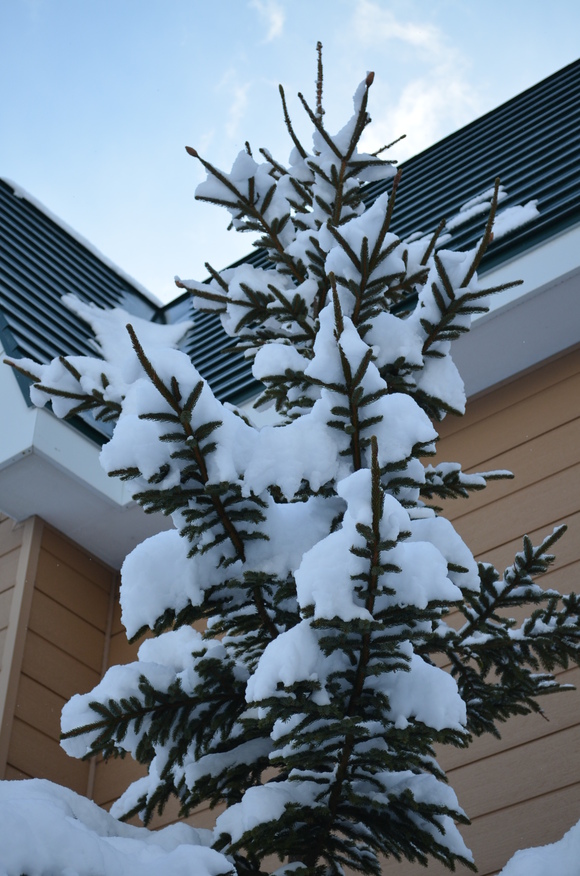 また雪が降りました　　　　２０１３　１２／３０_e0120466_2329333.jpg