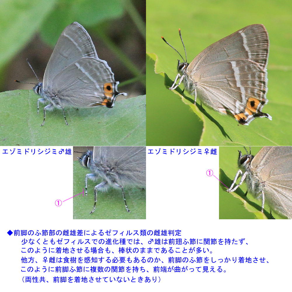 ゼフィルス25種コンプリート その2 : 蝶鳥ウォッチング ゼフィルス25種コンプリート その2 : 蝶鳥ウォッチング