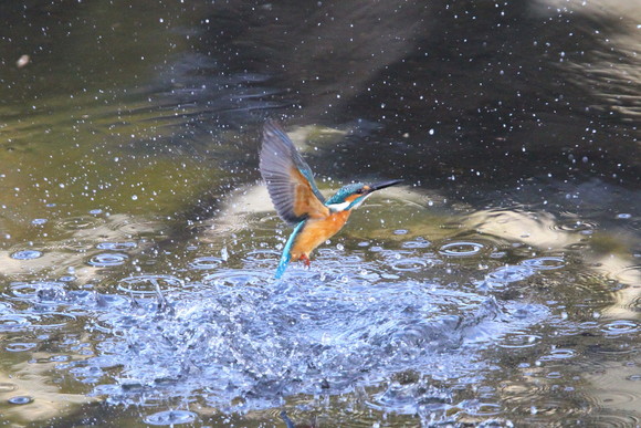 12月29日・30日のカワセミ_c0247982_2052684.jpg