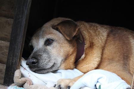 犬とおじさん　　2月23日_e0061785_637443.jpg