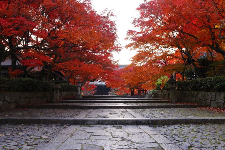 京都・紅葉風景（未発表分）_e0051888_10563341.jpg