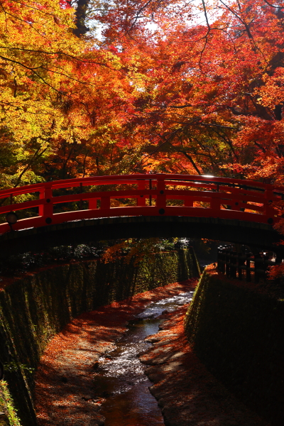 京都・紅葉風景（未発表分）_e0051888_10565498.jpg