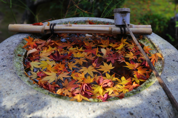 京都・紅葉風景（未発表分）_e0051888_1105044.jpg