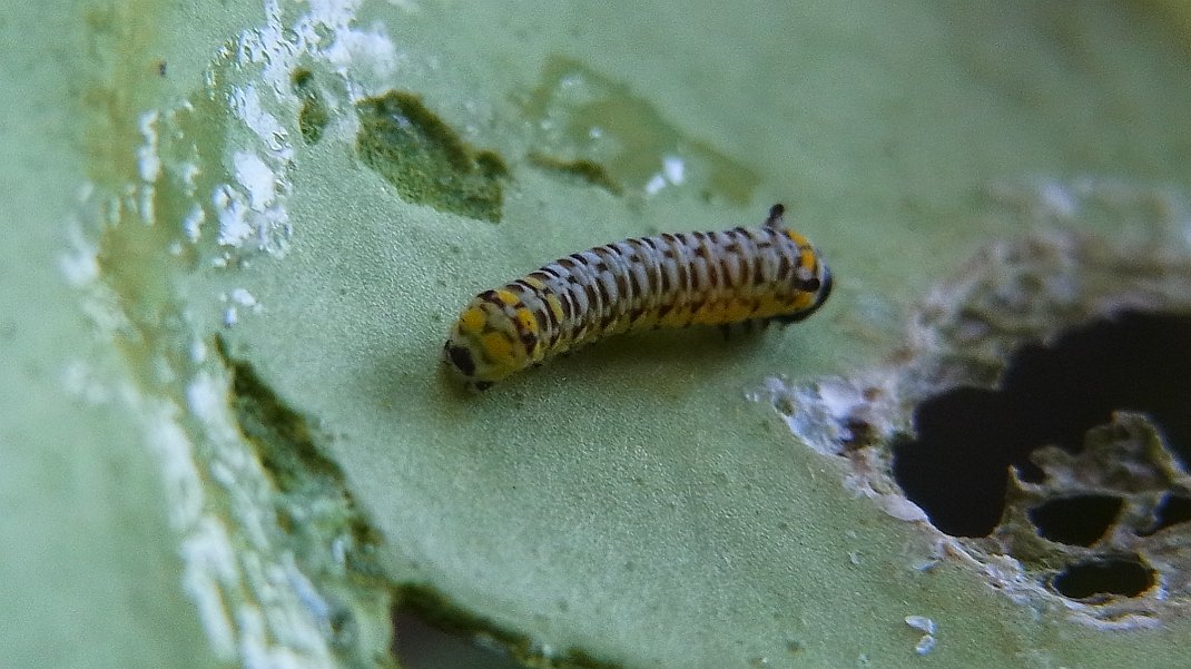 a0152692_1755216.jpg