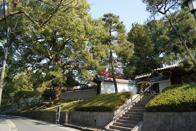 京都青蓮院とご神木巨大クスノキにびっくり、京都の歴史を語る青蓮院の巨大クスノキ、昔を語る青蓮院の歴史_d0181492_16211483.jpg