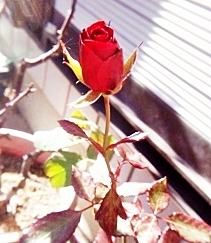 e0098908_17555596.jpg