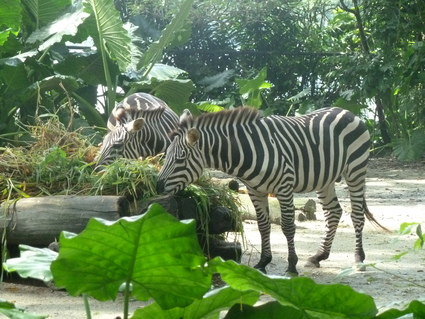 d0059811_1059583.jpg