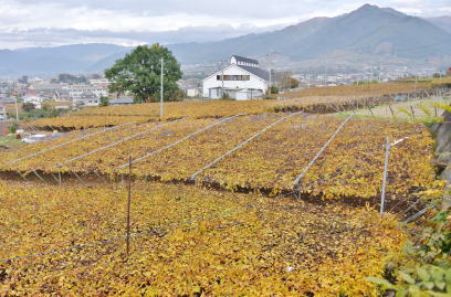 Japan wineries in Yamanashi_e0099614_2320612.jpg