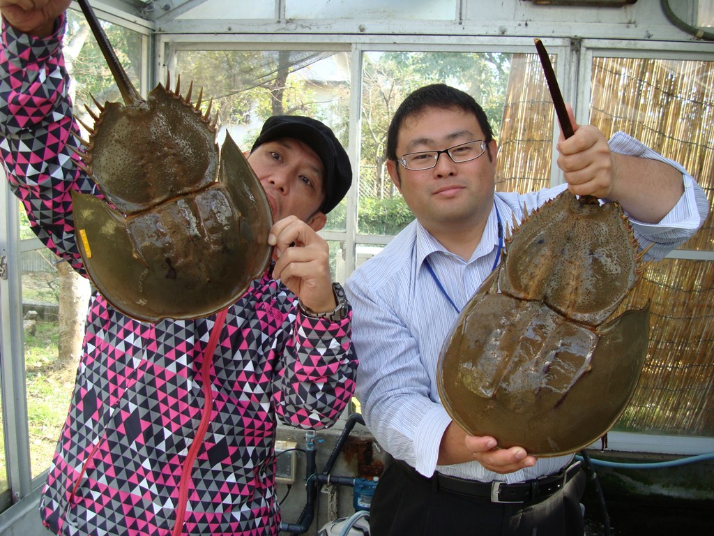 第241回ゲストはカブトガニの復活をかける飼育員 ニンジニアネットワーク Next Heroes From Ehime 第241回ゲストはカブトガニの復活をかける飼育員 ニンジニアネットワーク Next Heroes From Ehime
