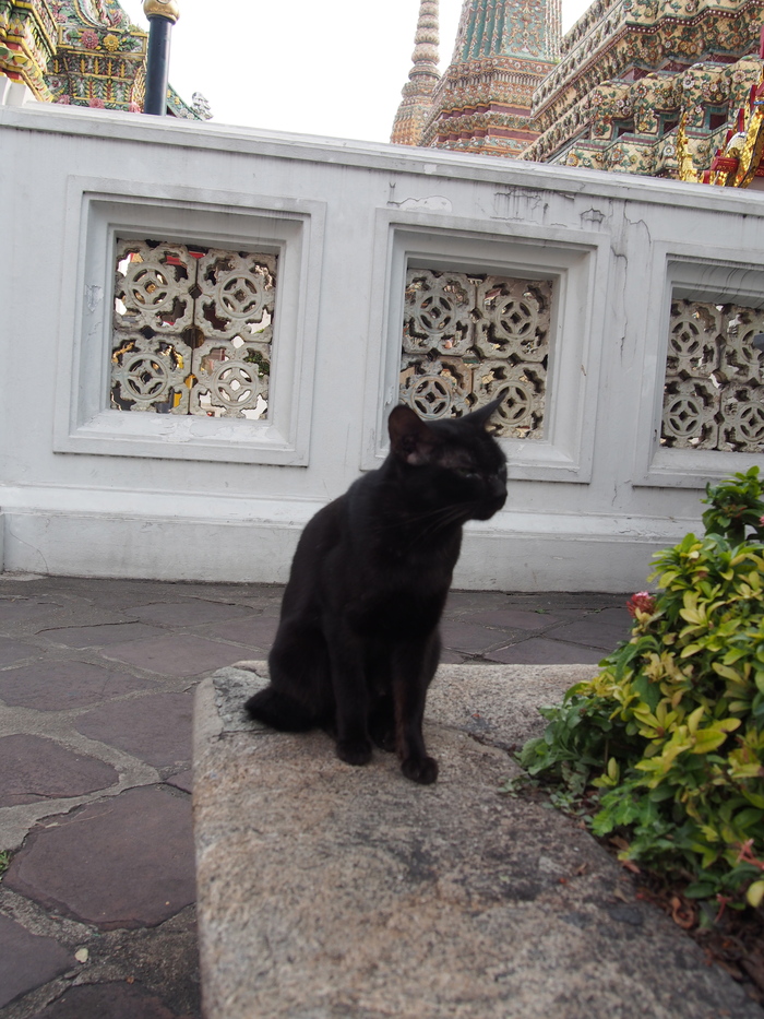 2013 12月　バンコク　(28) 微妙な白・黒猫の距離_f0062122_8584823.jpg