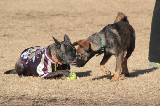 チームKazz 犬友会 in 武蔵丘陵森林公園_e0249240_00202107.jpg