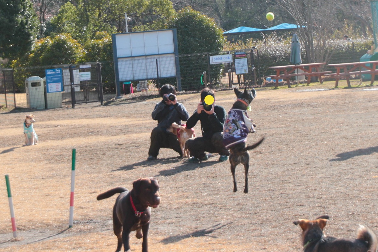 チームKazz 犬友会 in 武蔵丘陵森林公園_e0249240_00223643.jpg