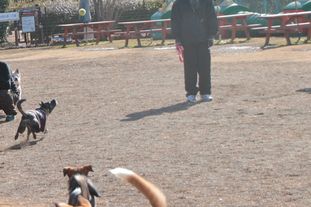 チームKazz 犬友会 in 武蔵丘陵森林公園_e0249240_00230180.jpg