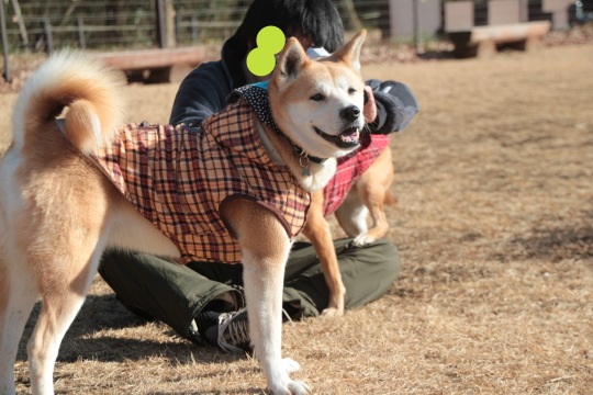 チームKazz 犬友会 in 武蔵丘陵森林公園_e0249240_00242747.jpg